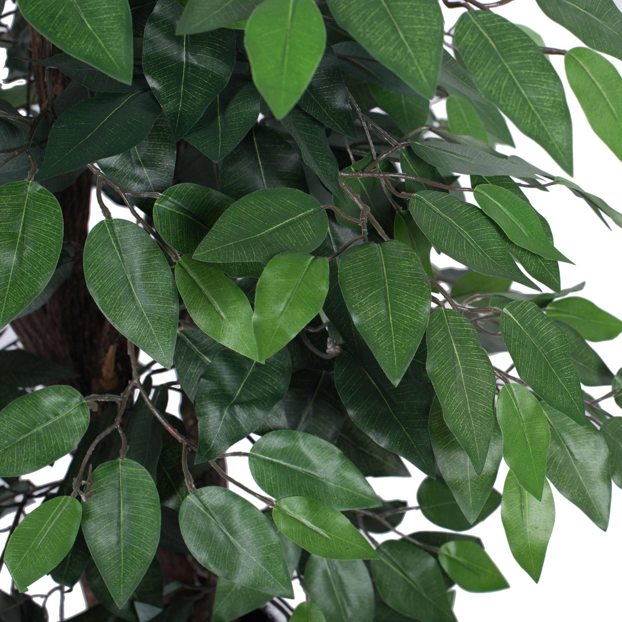 4ft. Potted Lush Green Ficus Bush